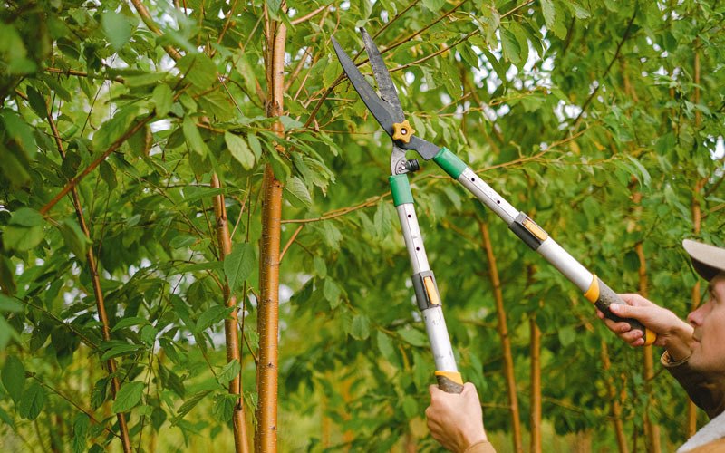 Tree trimming in Arroyo Seco, NM